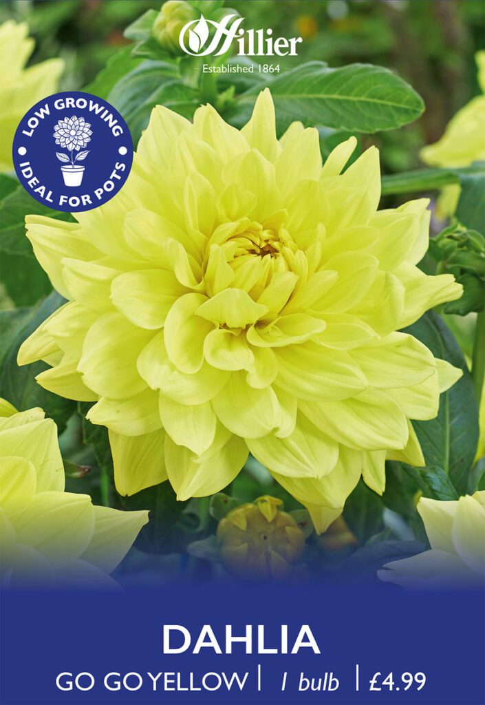 Dahlia Go Go Yellow Bulbs 8718641970539 2